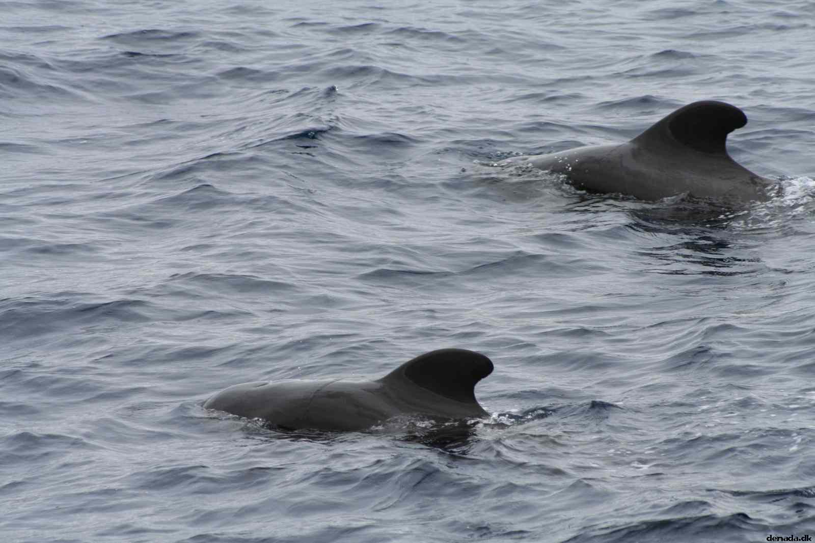 * Image 68