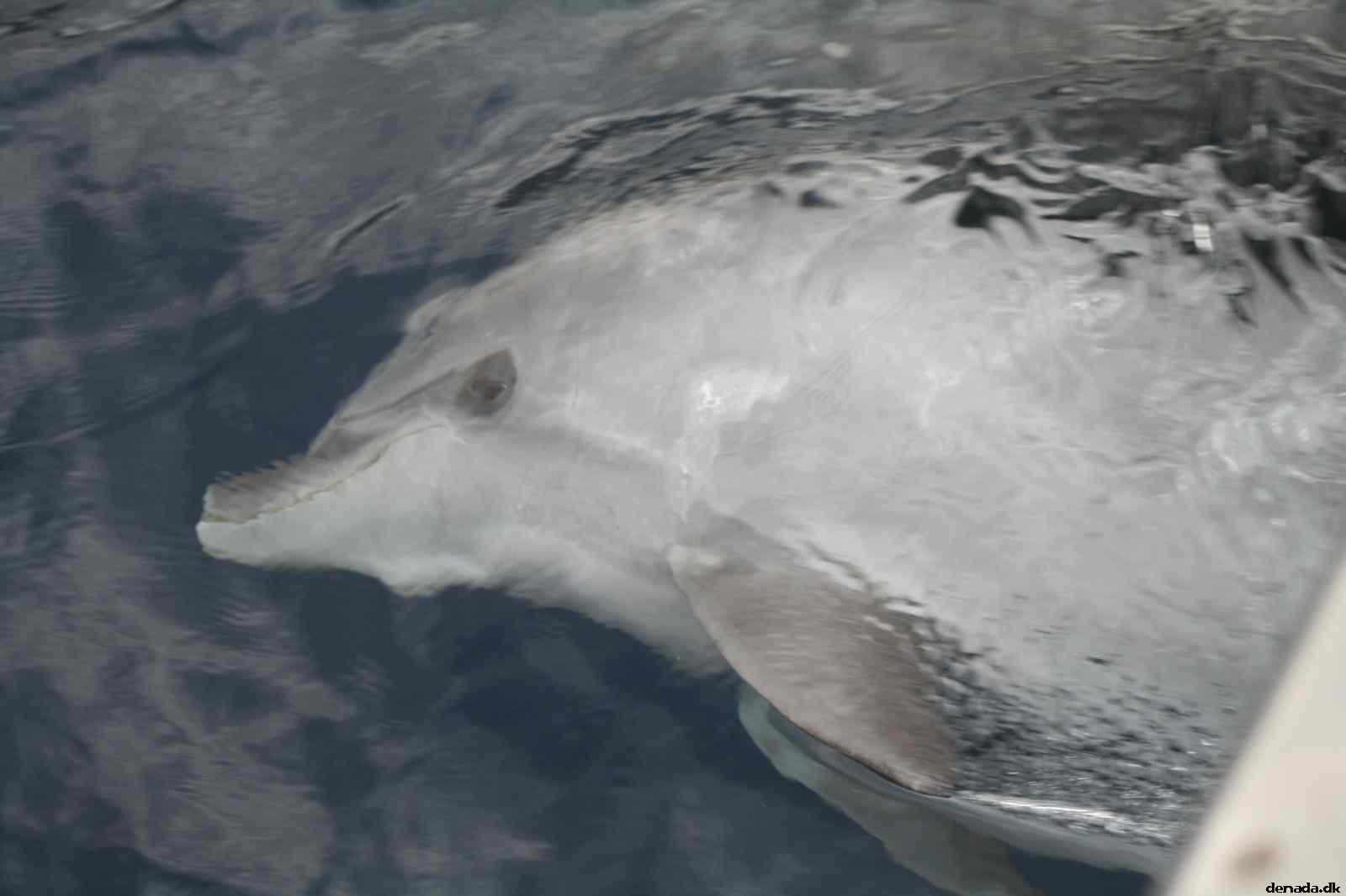 * Image 117
