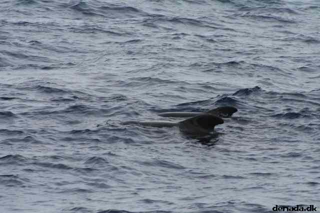 * Image 57