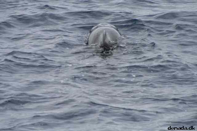 * Image 60