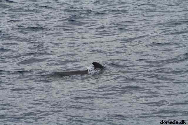 * Image 62