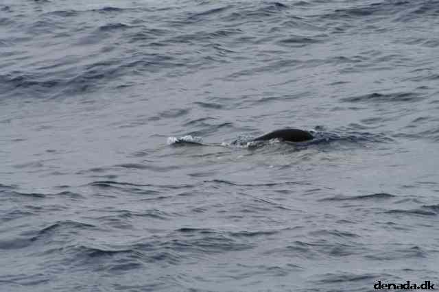* Image 63