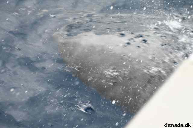 * Image 110