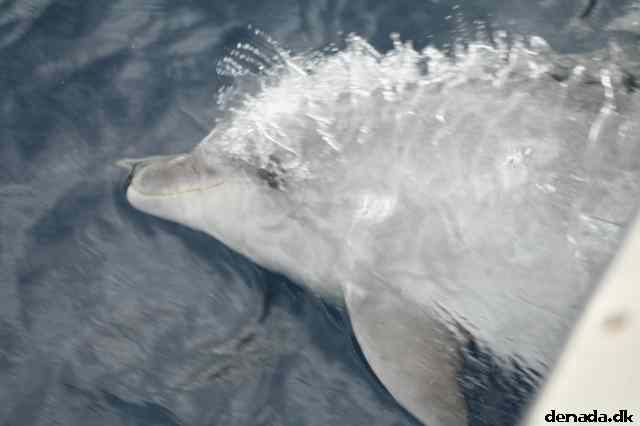 * Image 111