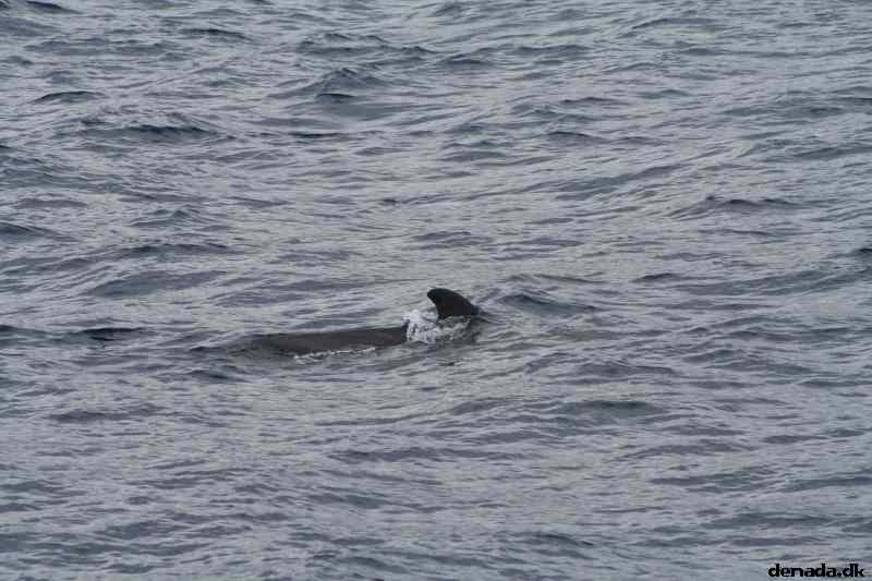 * Image 62