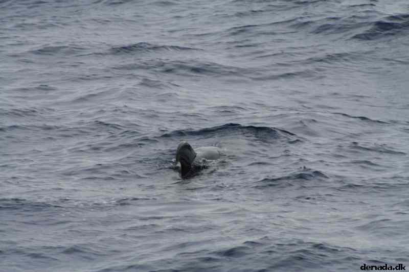 * Image 64