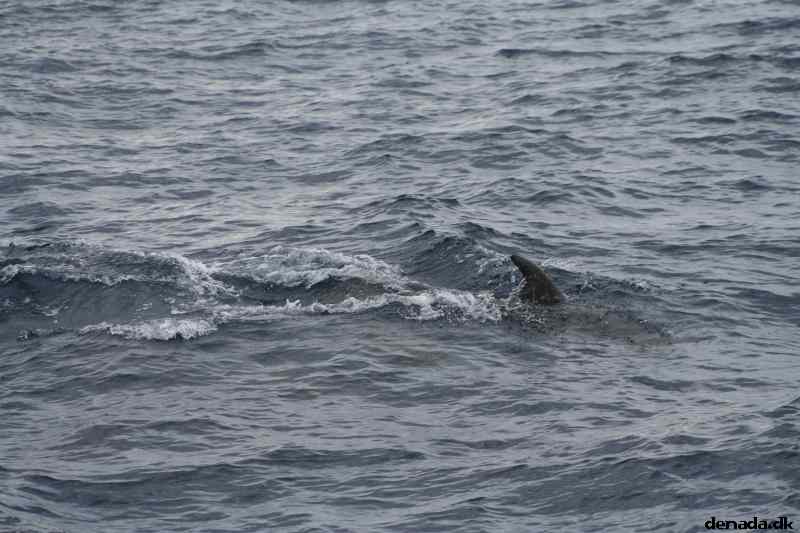 * Image 92