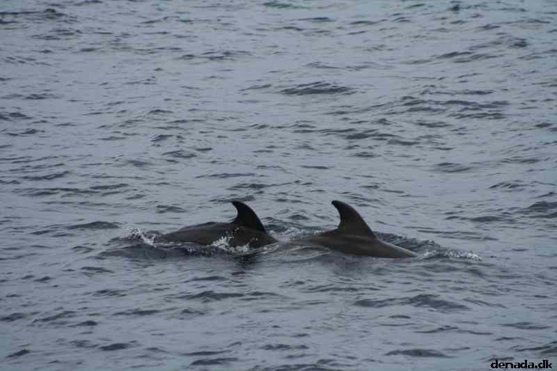 * Image 94