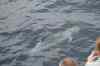 Tenerife_550.jpg - 2007:01:26 17:52:31
