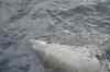 Tenerife_559.jpg - 2007:01:26 17:55:26