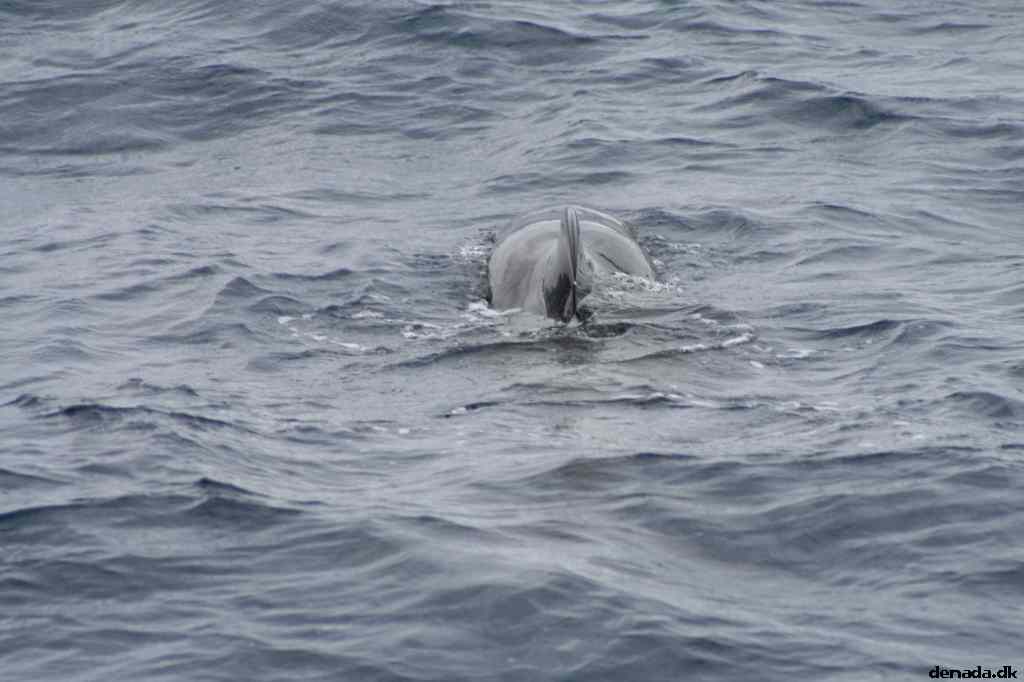 * Image 471