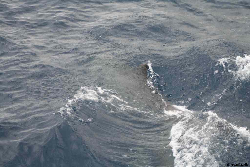 * Image 517
