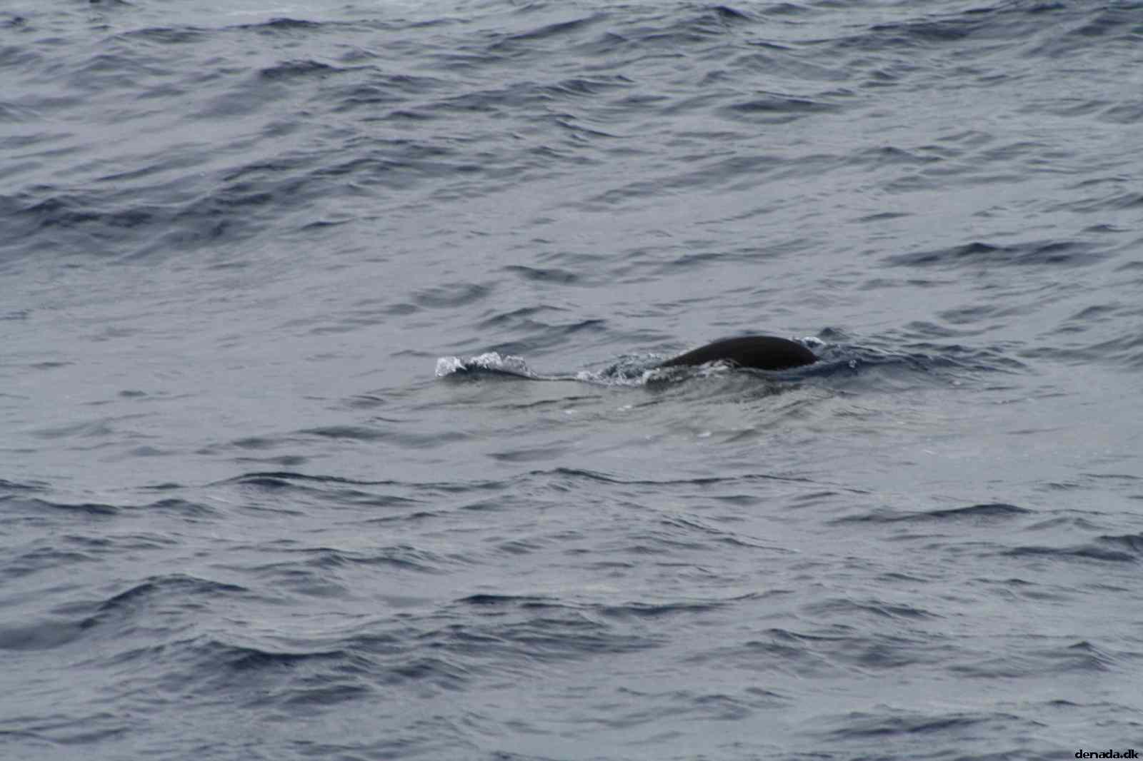 * Image 475