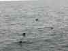 048.jpg - 2006:01:27 14:45:34