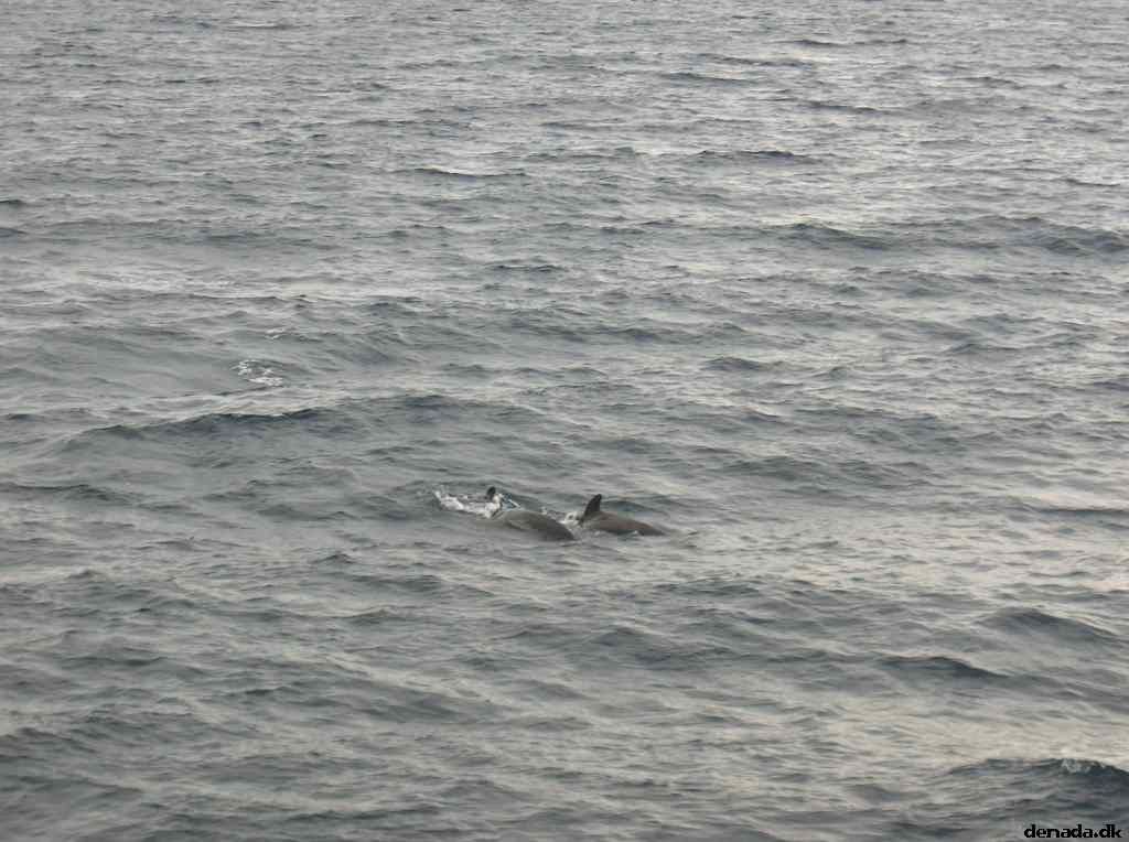 * Image 40
