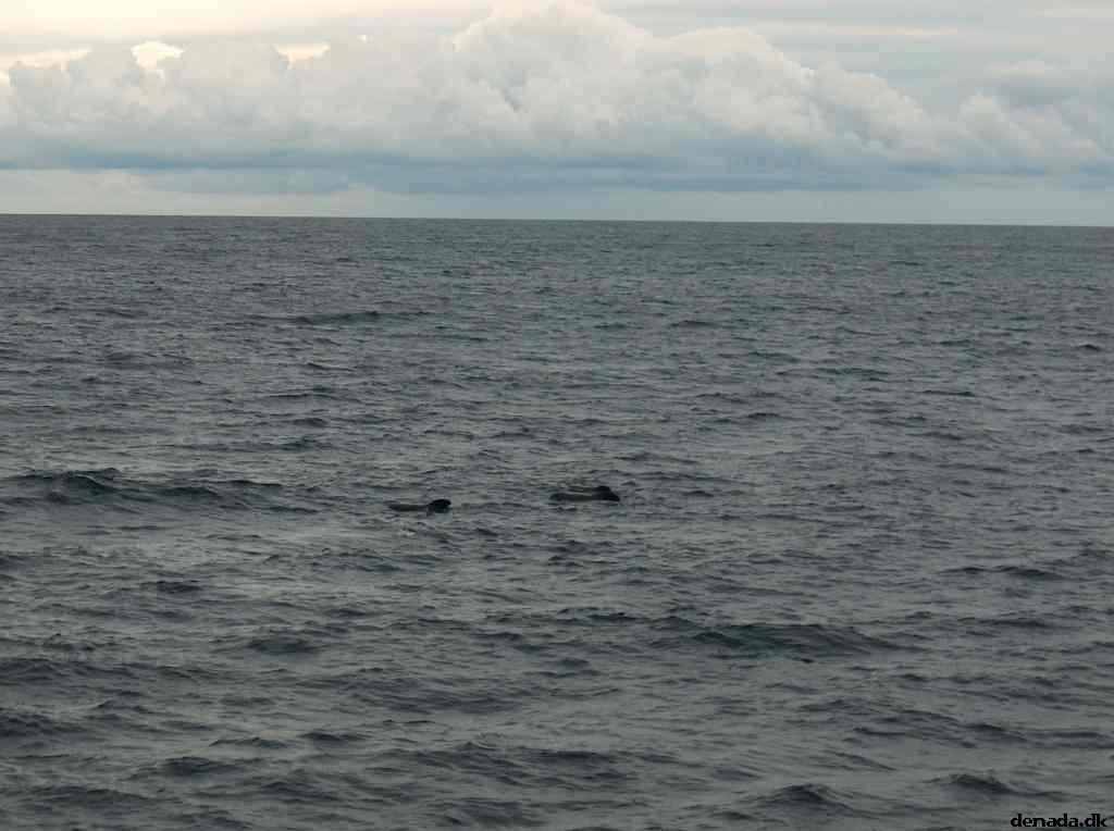 * Image 47