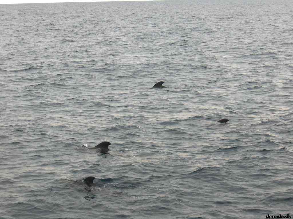 * Image 36