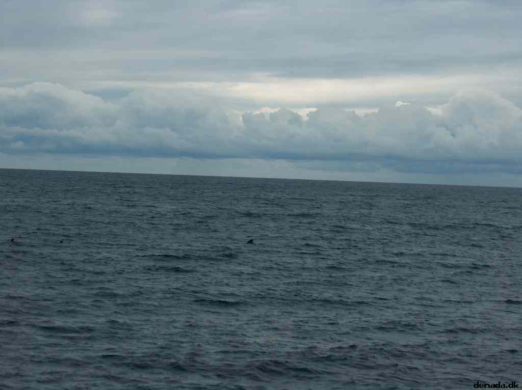 * Image 42
