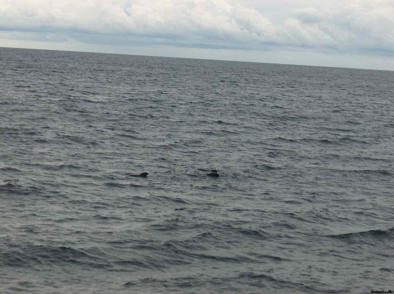 * Image 38