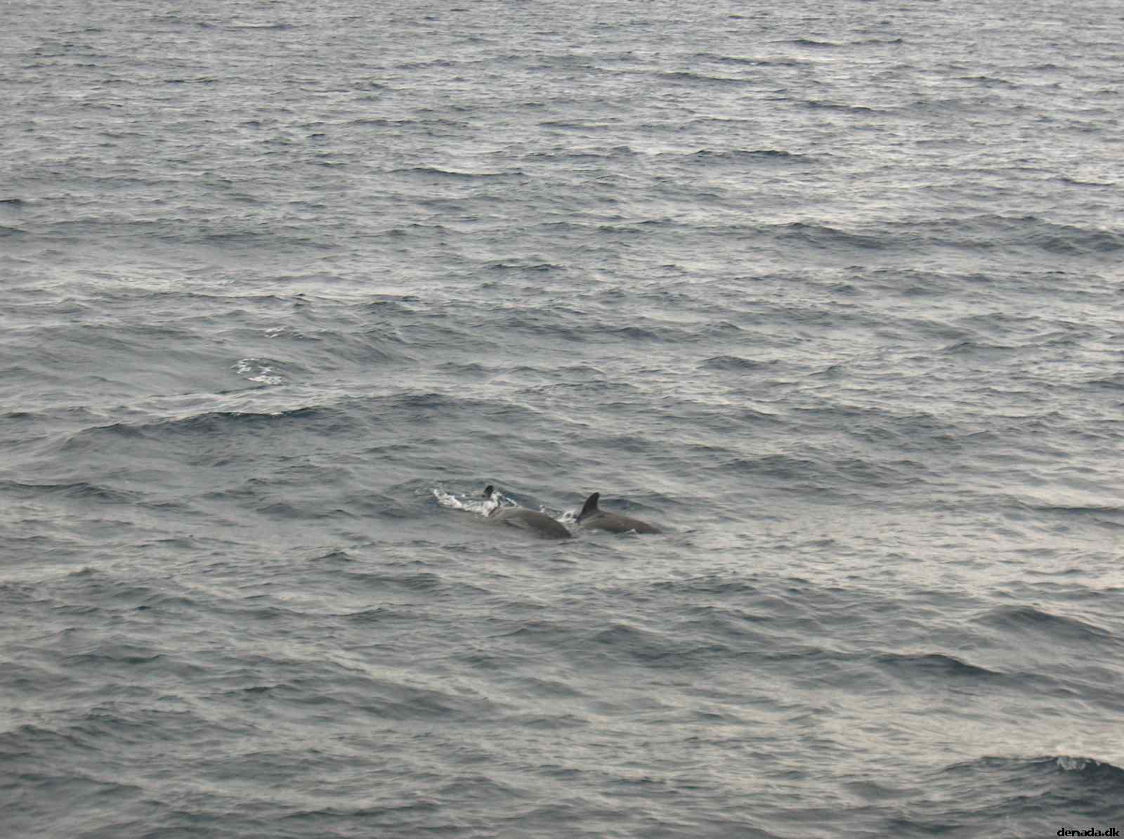 * Image 40