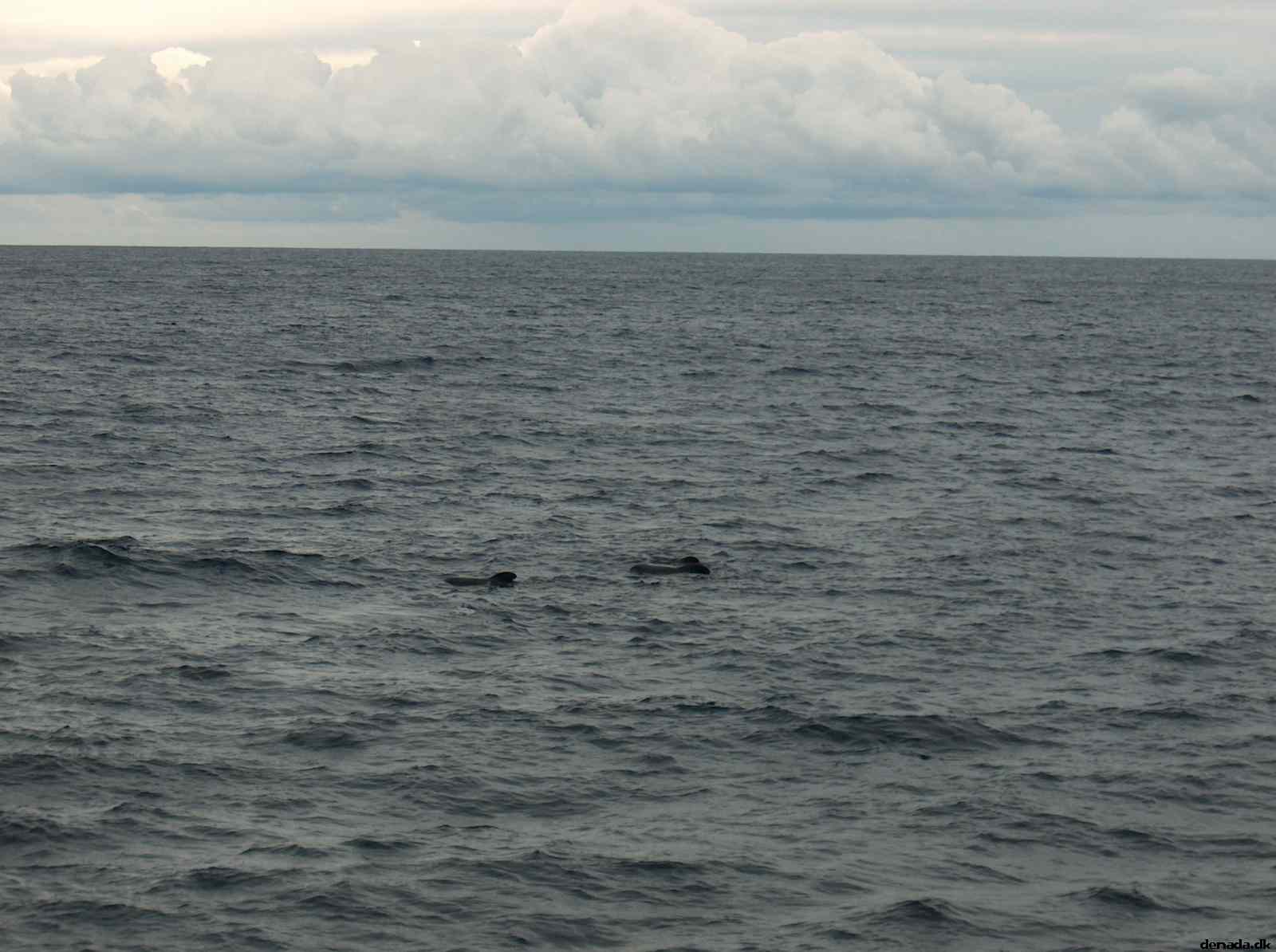 * Image 47