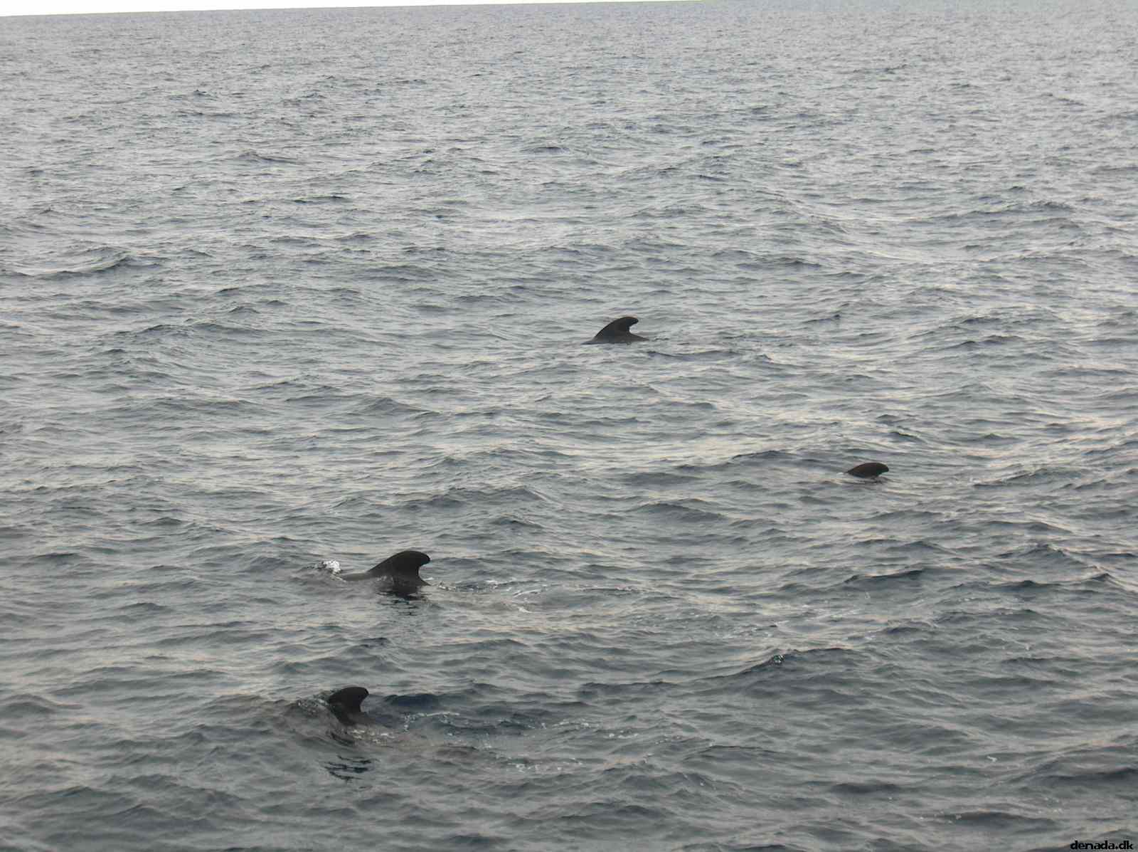 * Image 36