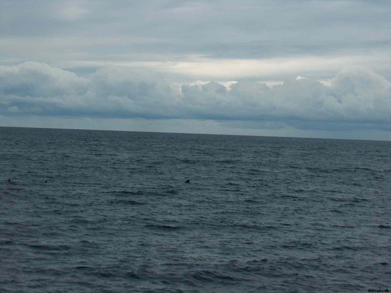 * Image 42