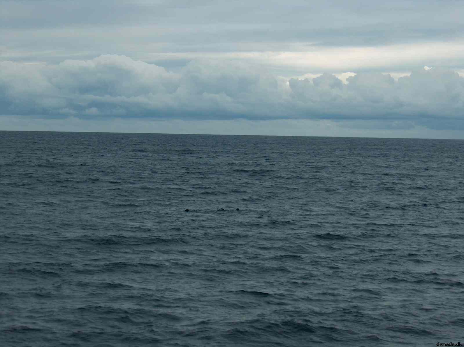 * Image 46