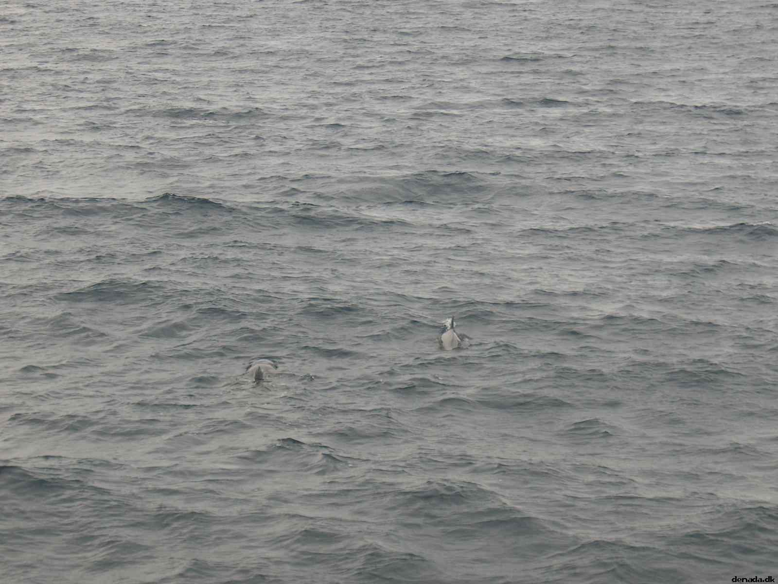 * Image 32