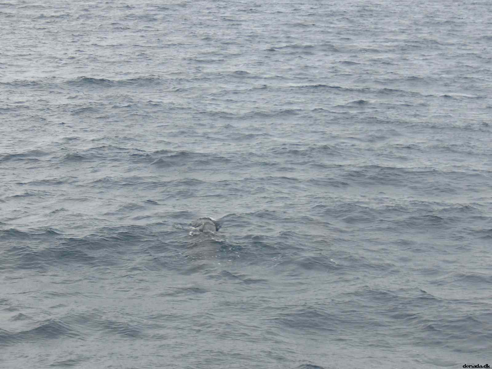 * Image 34