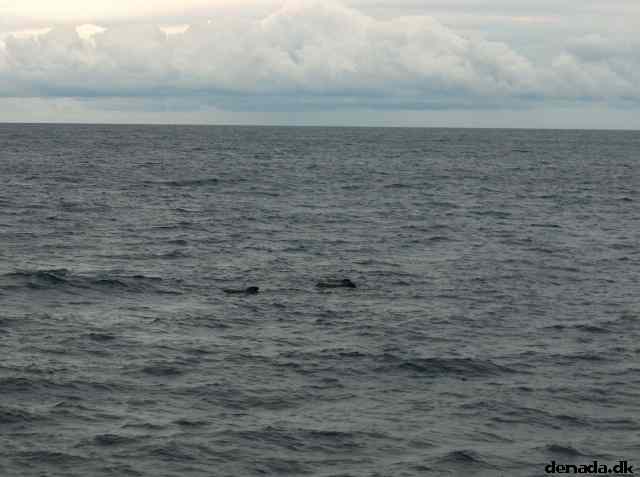 * Image 47