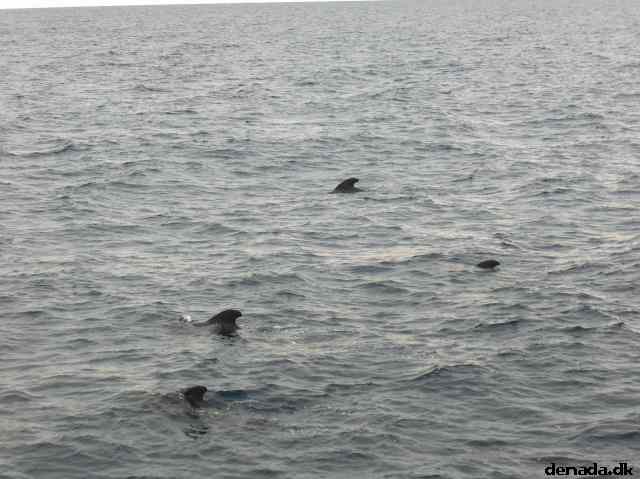 * Image 36