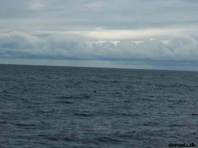 * Image 42