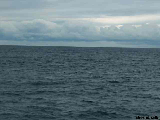 * Image 46