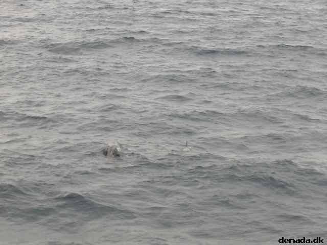 * Image 35