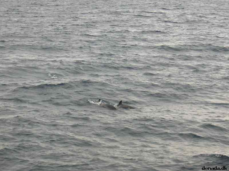 * Image 40