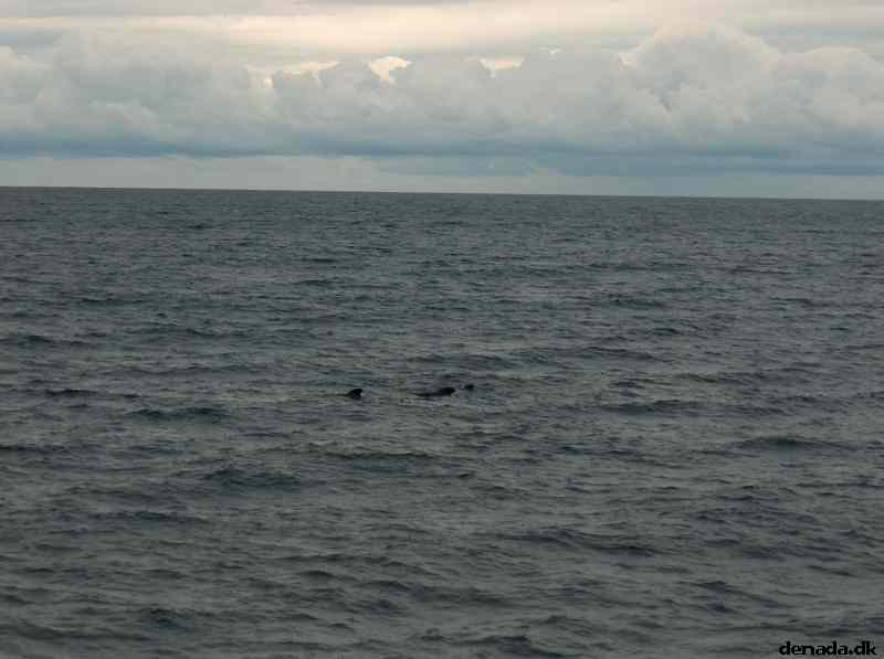 * Image 44
