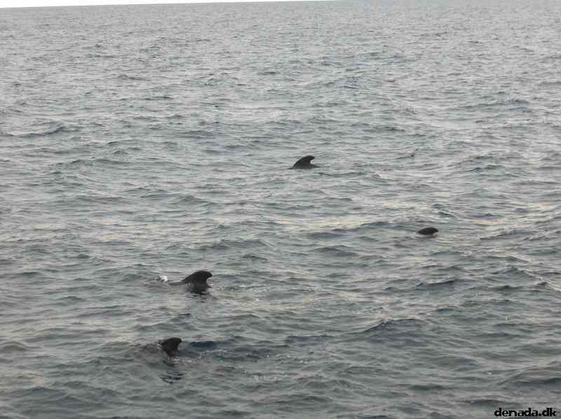 * Image 36
