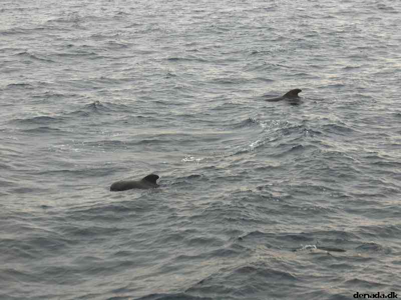 * Image 37