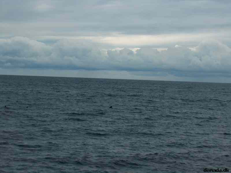 * Image 42