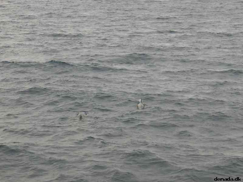 * Image 32