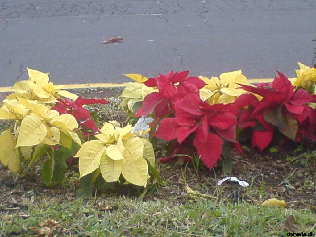 * Image 171