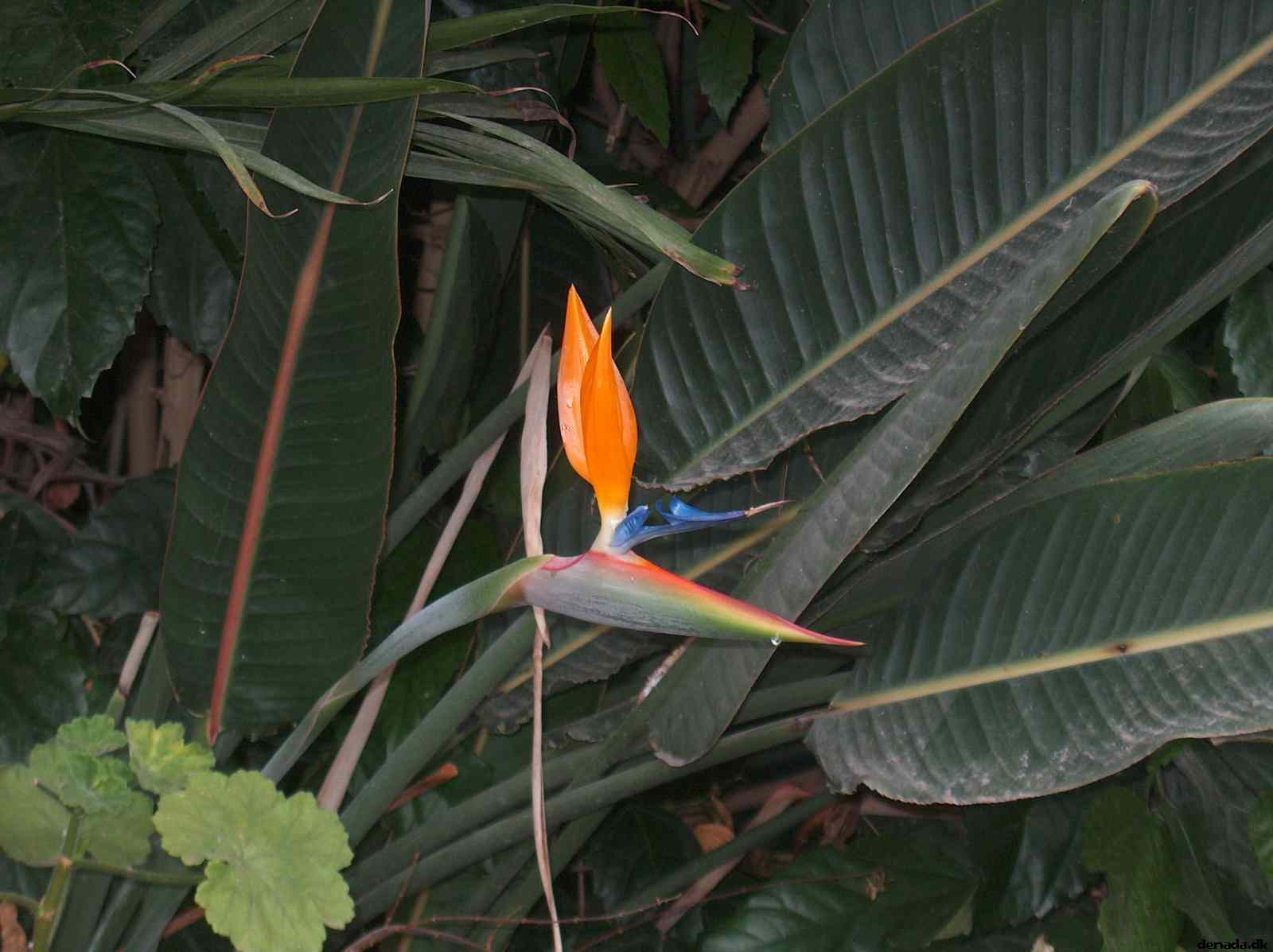 * Image 55