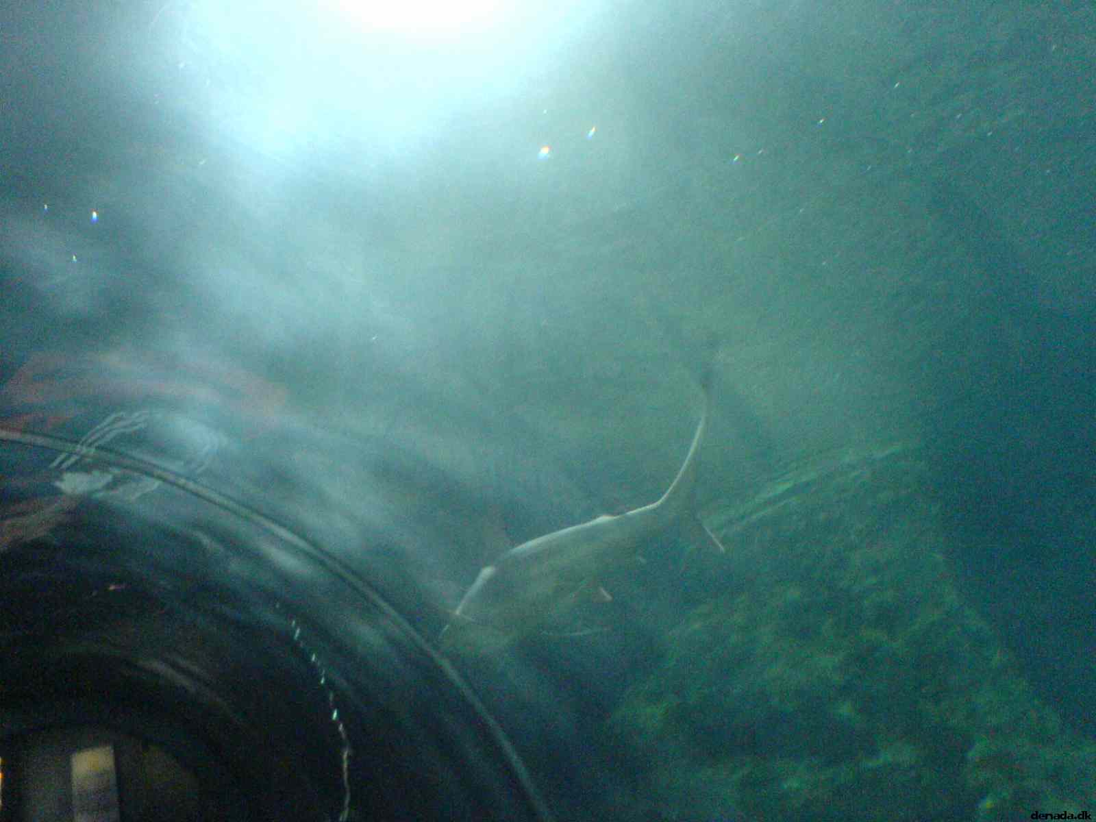 * Image 161