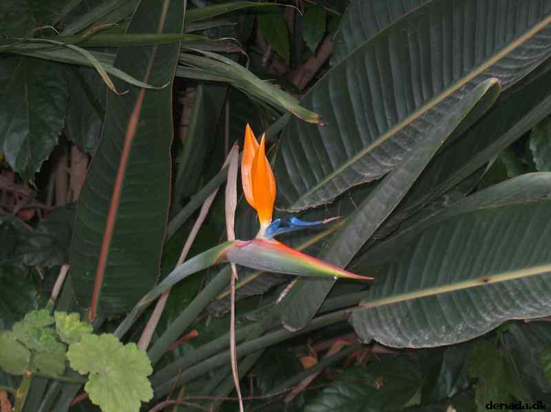 * Image 55