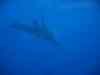 Billede_076.jpg - 2007:01:26 15:48:47
