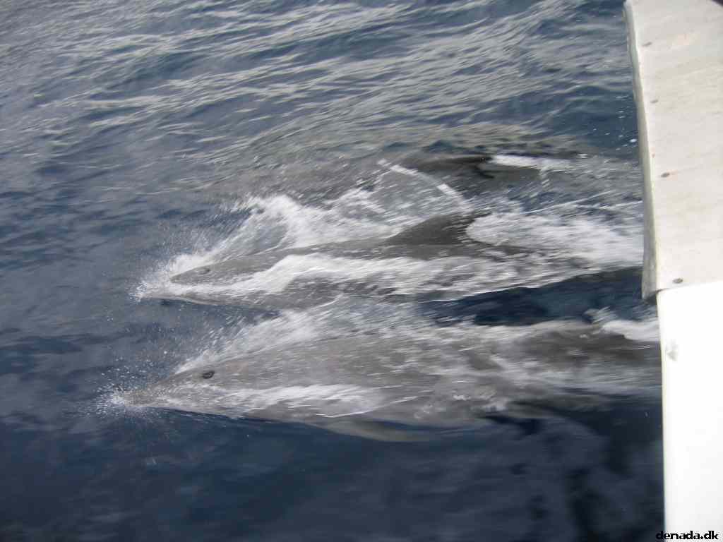 * Image 82