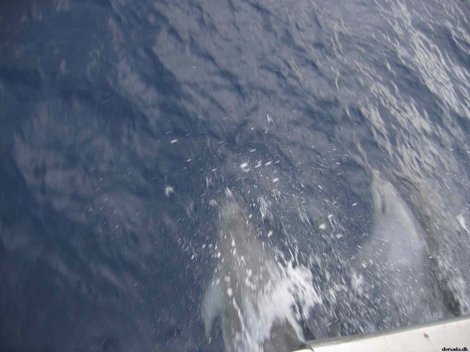 * Image 81