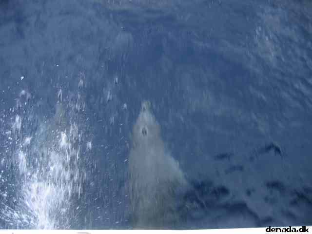 * Image 79