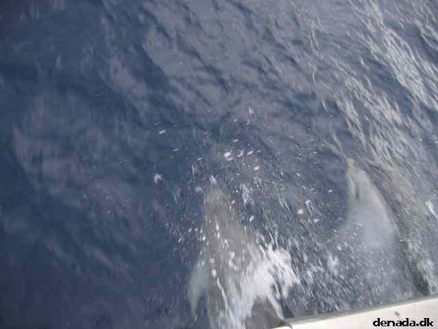 * Image 81